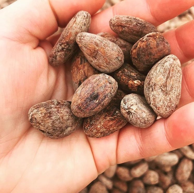 A close-up of a hand holding several dried, brown cacao beans, with more beans scattered in the background.