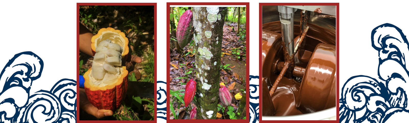 Three images: left shows a hand holding an open cacao pod with white beans; center shows a tree with red cacao pods; right shows chocolate being mixed in a machine. Navy wave illustrations border the images.