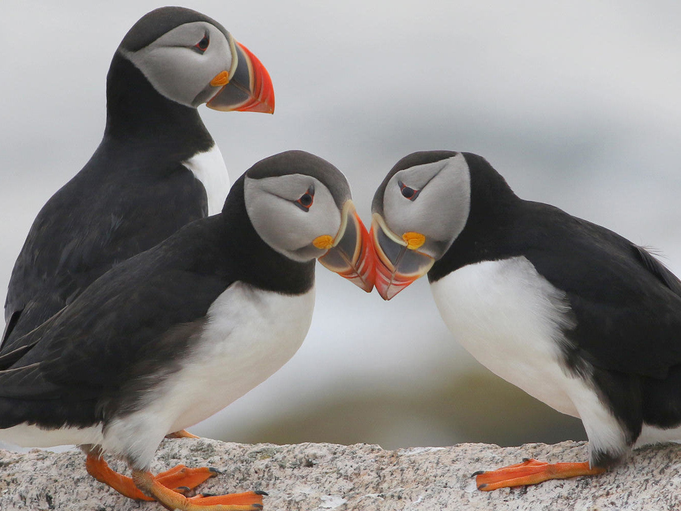 Three Atlantic puffins with black and white plumage and bright orange beaks stand on a rocky surface. Two puffins are touching beaks while the third stands slightly behind them, facing left.